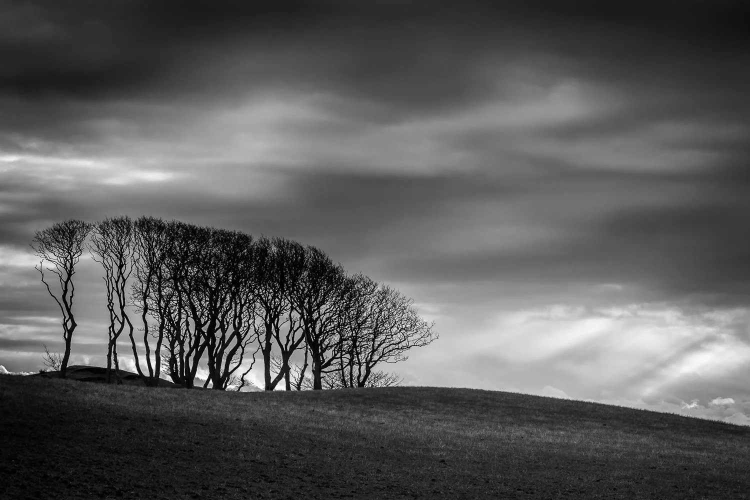 Awaiting Spring