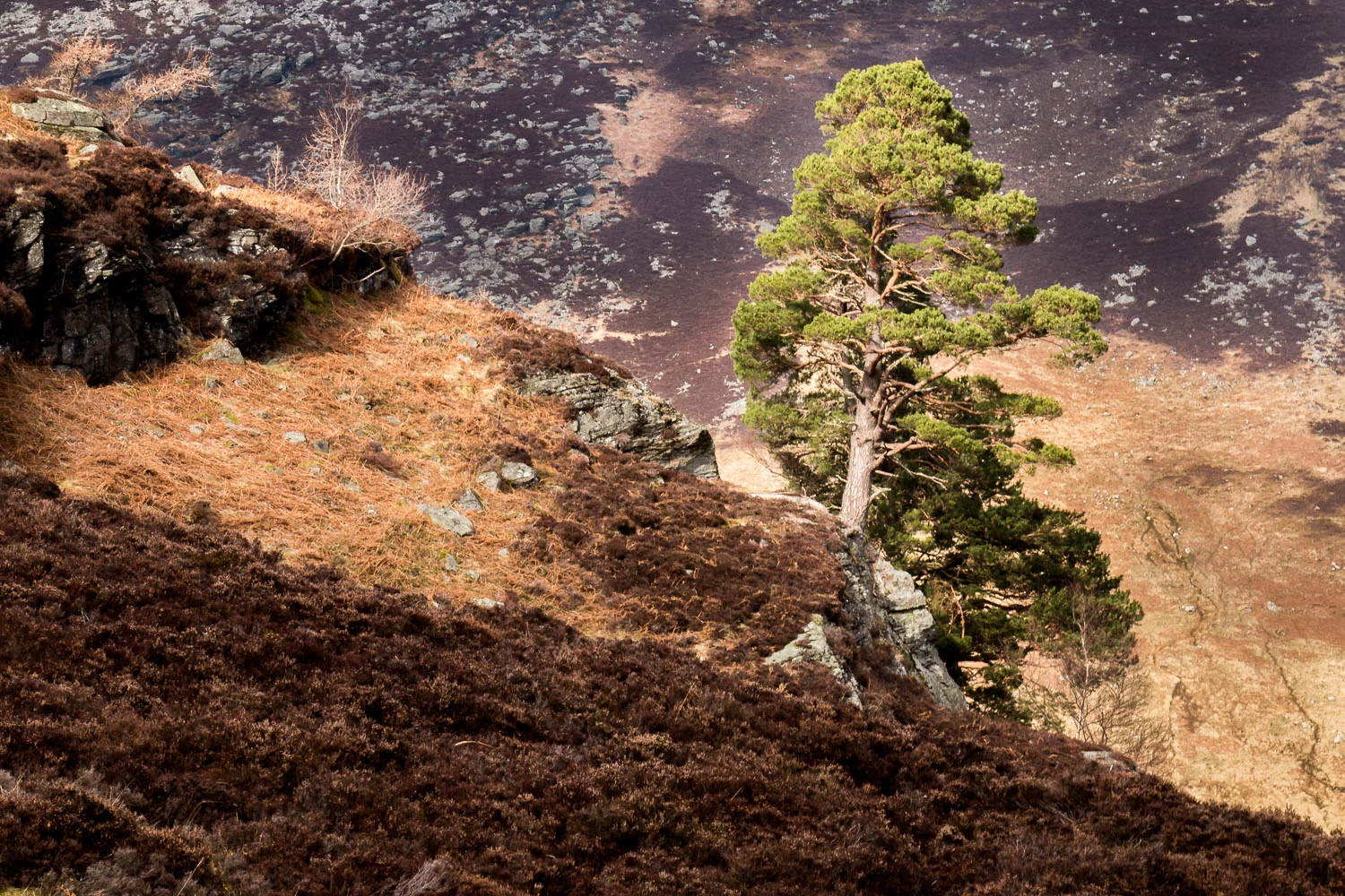 A lone Caledonian Pine, the only green against a muted background.
