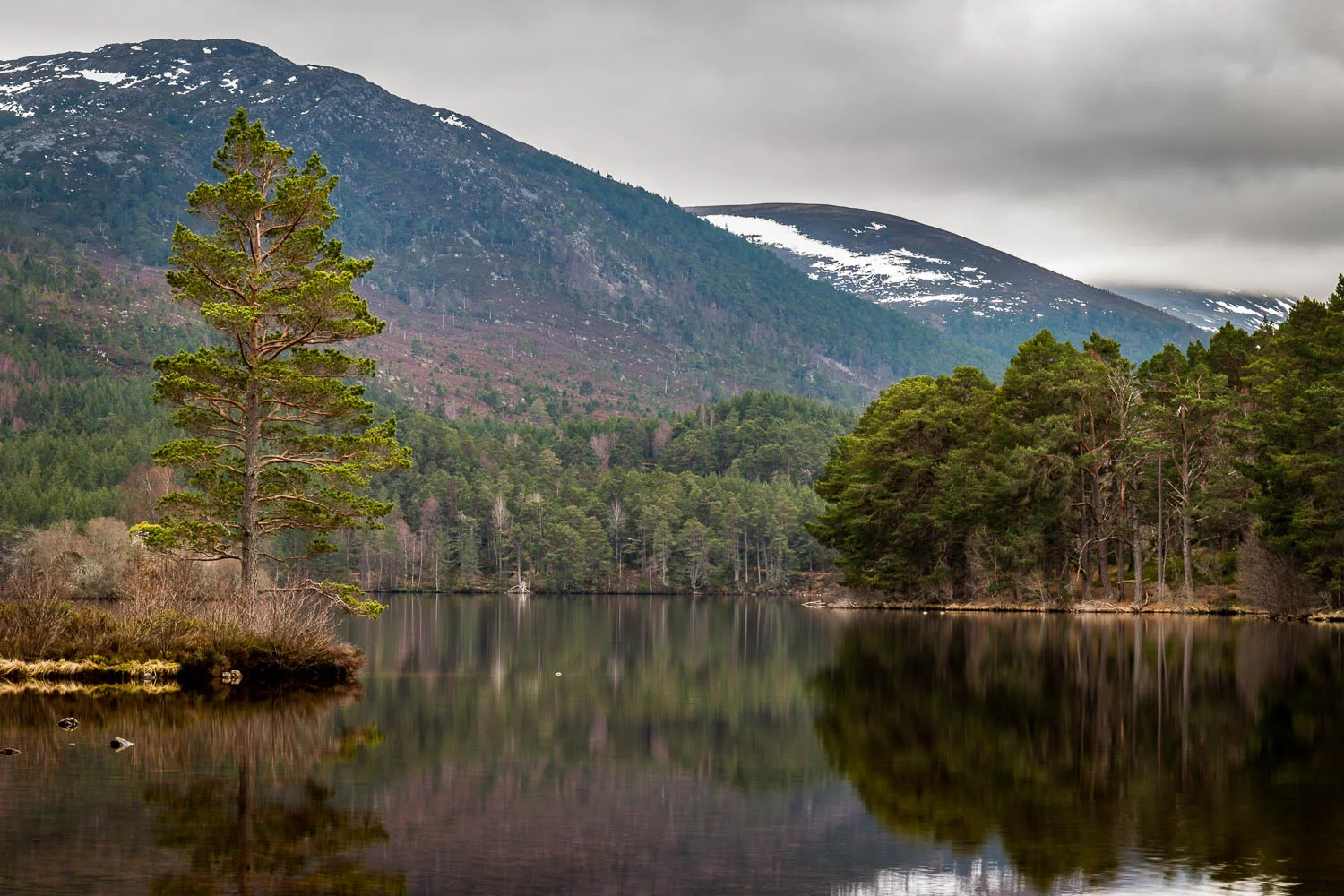 A lone Scots Pine on the shores of Loch an Eilein, Rothiemurchus Estate