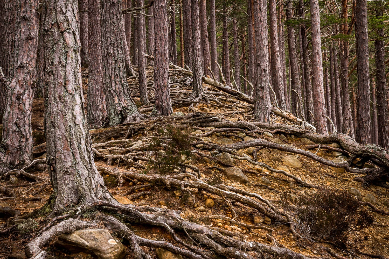 Caledonian Pines, Rothiemurchus Forest