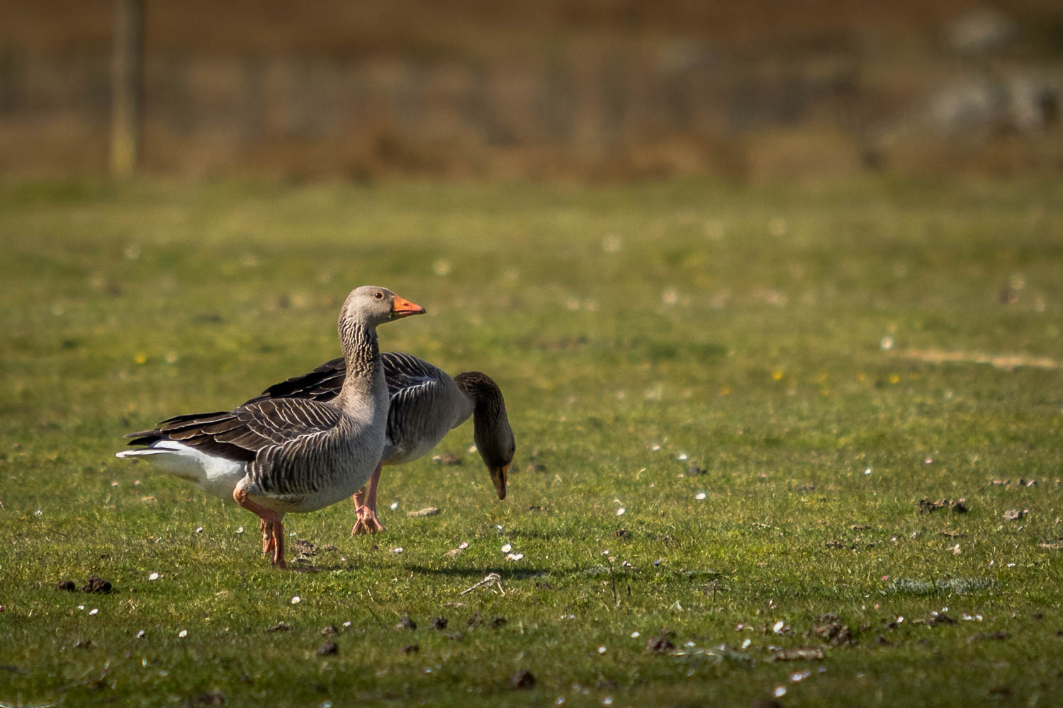 Greylag Geese found within a hundred or so metres from the house we are staying in.