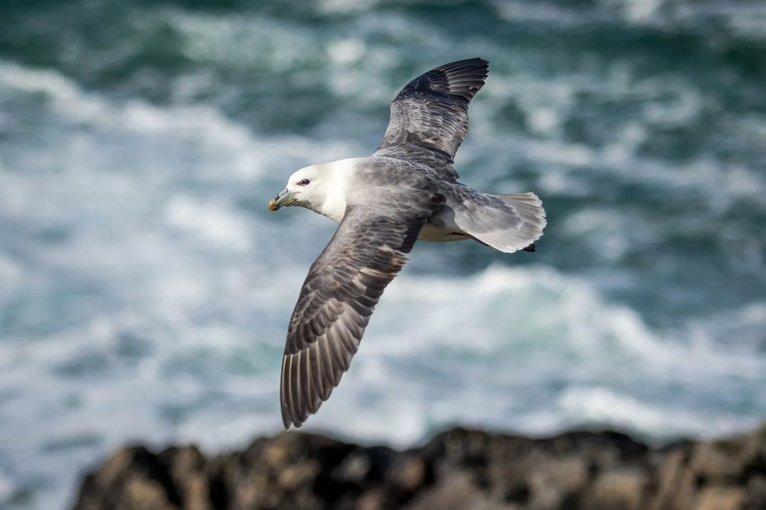 Fulmars on the wing.