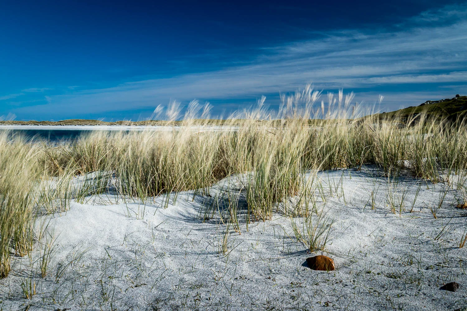 Marram Grass - Tràigh Bhalla, Vaul Bay.
