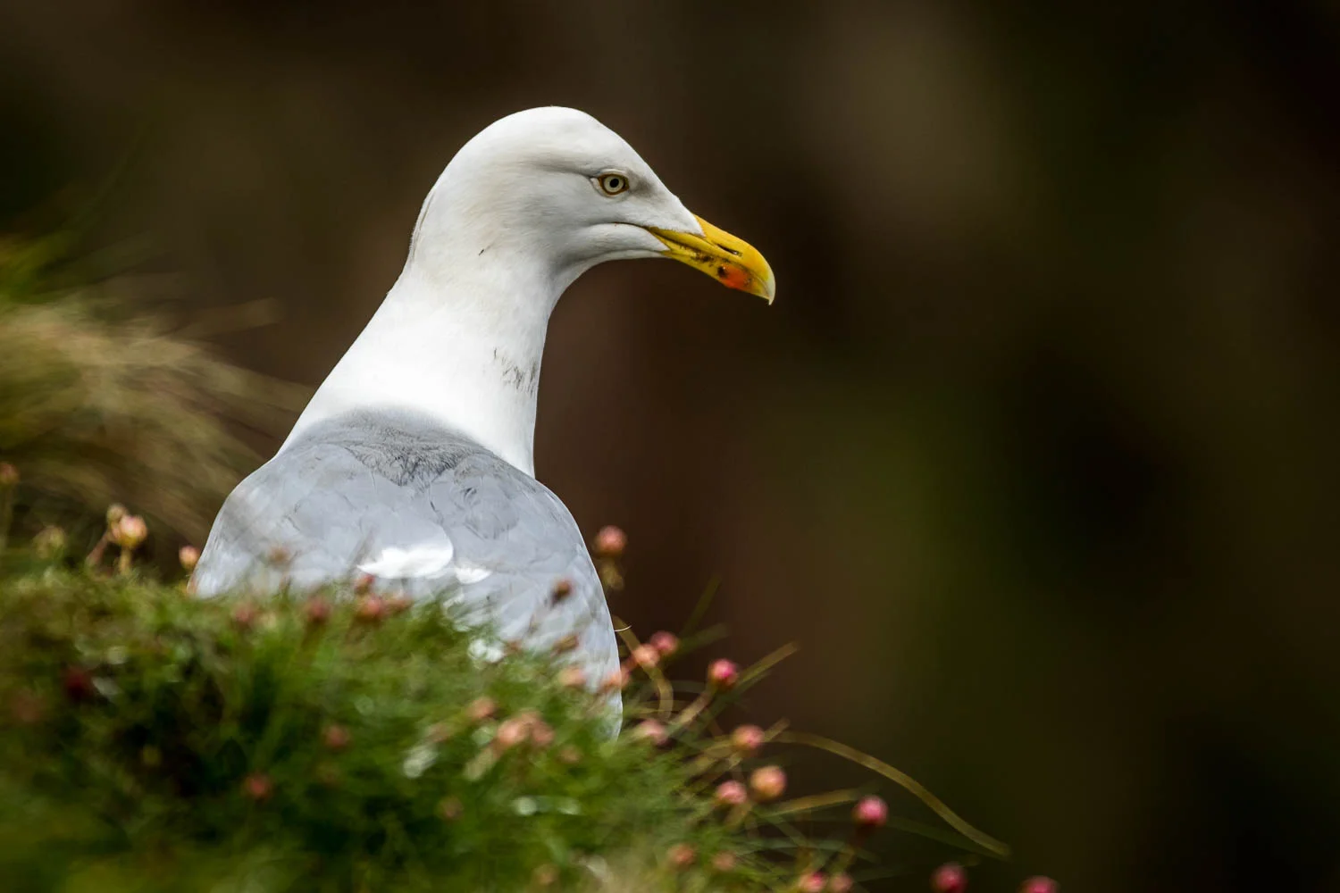 Herring Gull