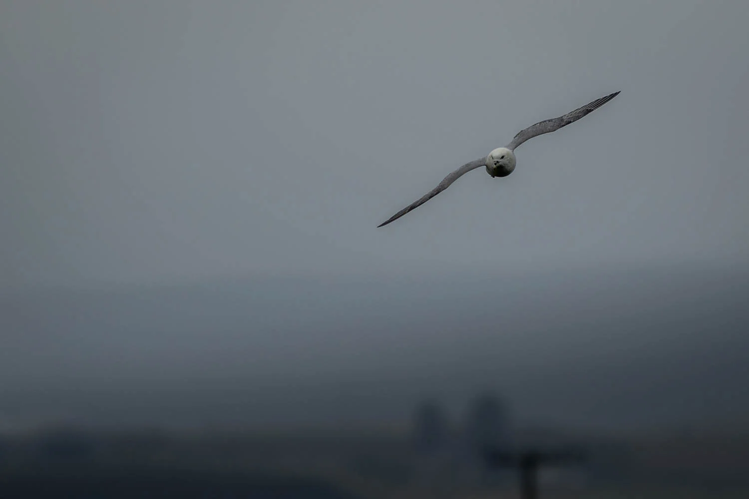 Fulmar