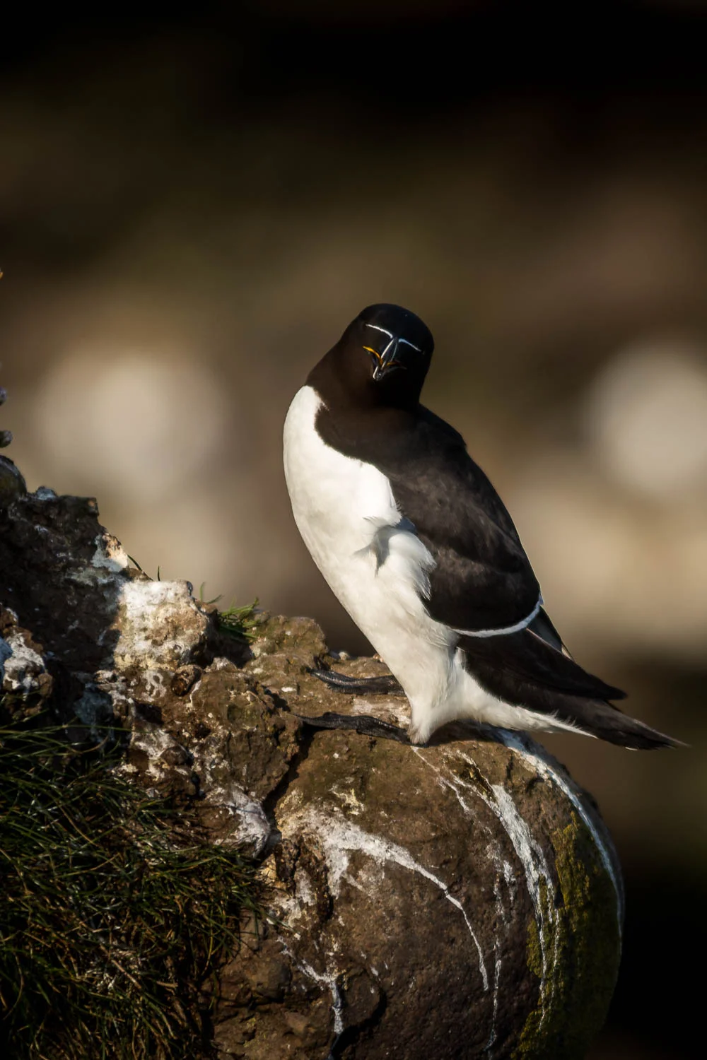 Razorbill posing for the camera.
