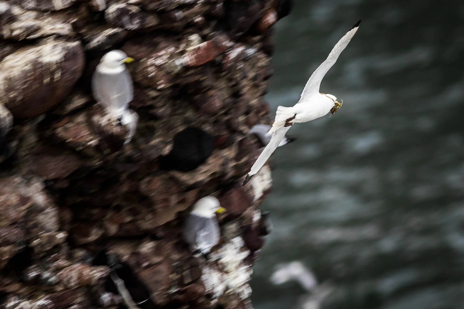 A Kittiwake returning to its nest with a bill full of nesting material.