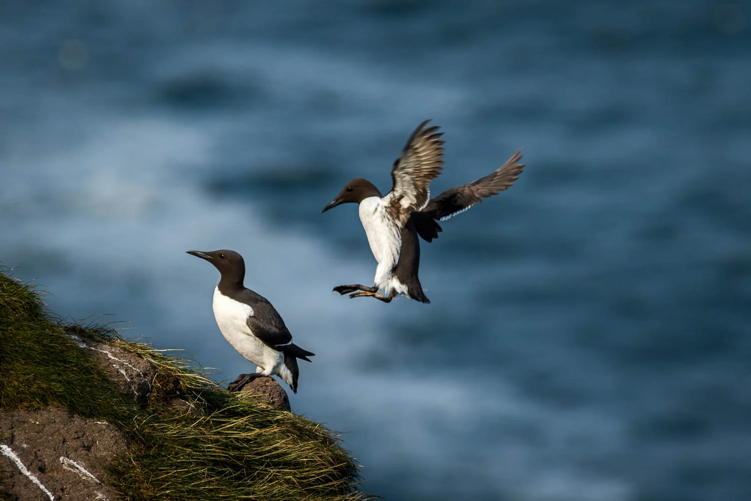 An incoming Guillemot makes an approach.
