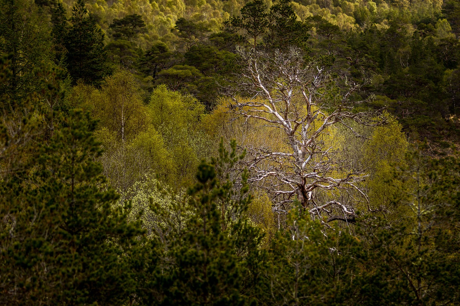 The varied trees that cover the whole length of the glen. The odd dead one mixing it up...