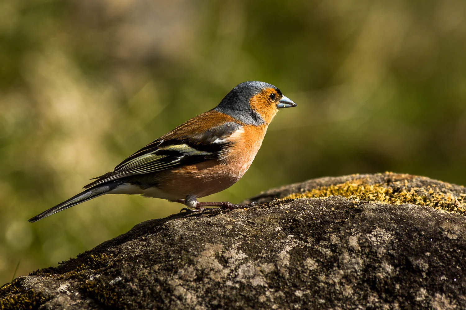 Male Chaffinch enjoying our crumbs.