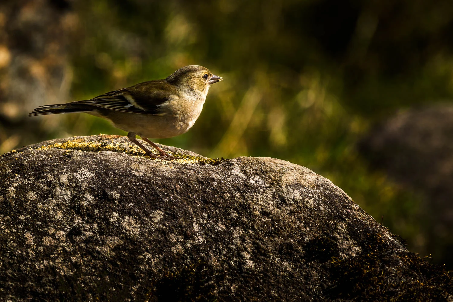 And the female with a beak full of crumbs.