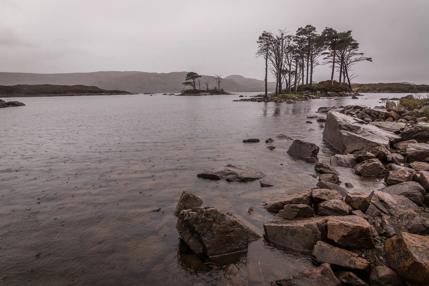 Caledonian Pines on Loch Assynt in the pouring rain.