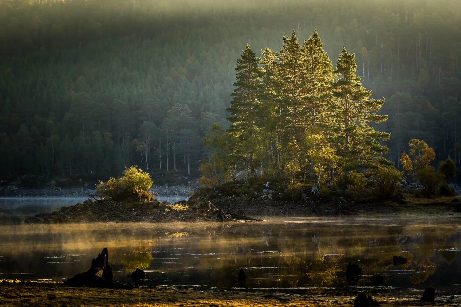 Sunlight filtering through the pines and catching the mist on the water.