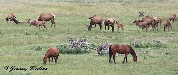 Elk 580.jpg