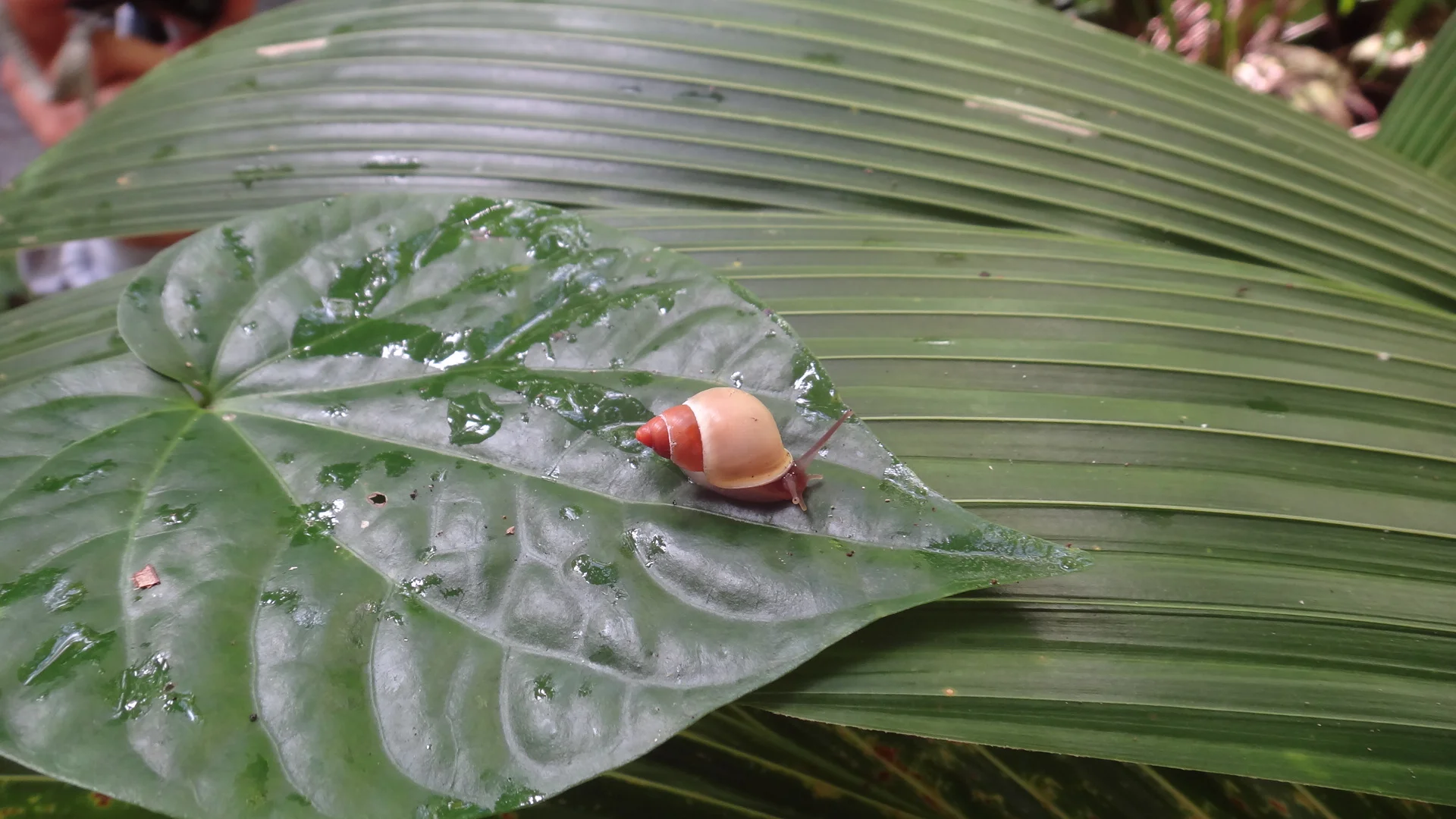 1687_1 NAVFAC Haputo Snail.JPG