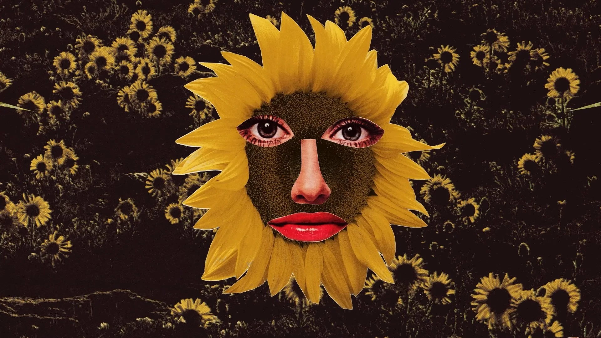 Sunflower.jpg