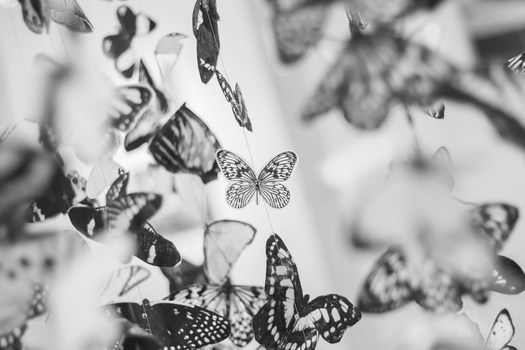 Butterfly workshop