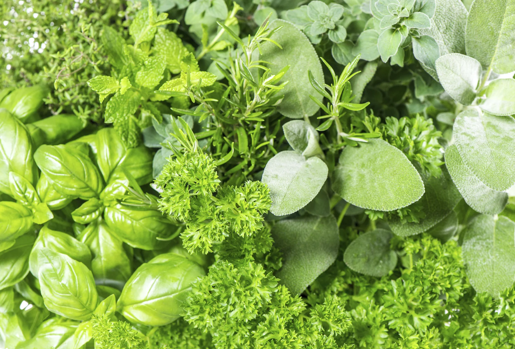 Fresh-herbs.jpeg