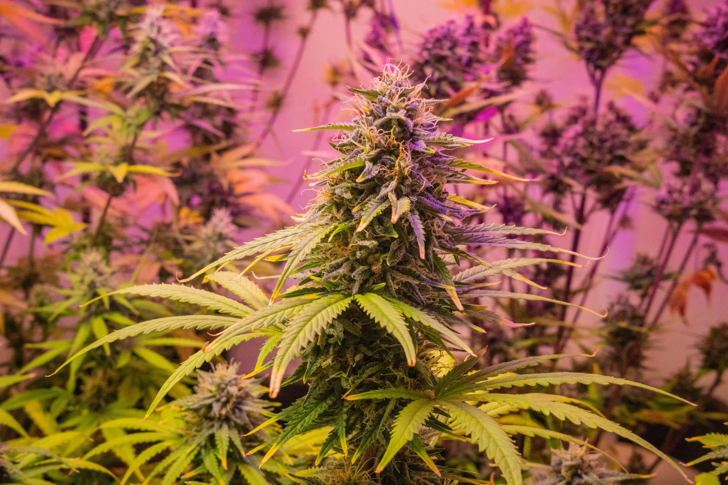 Connecticut’s Budding Business