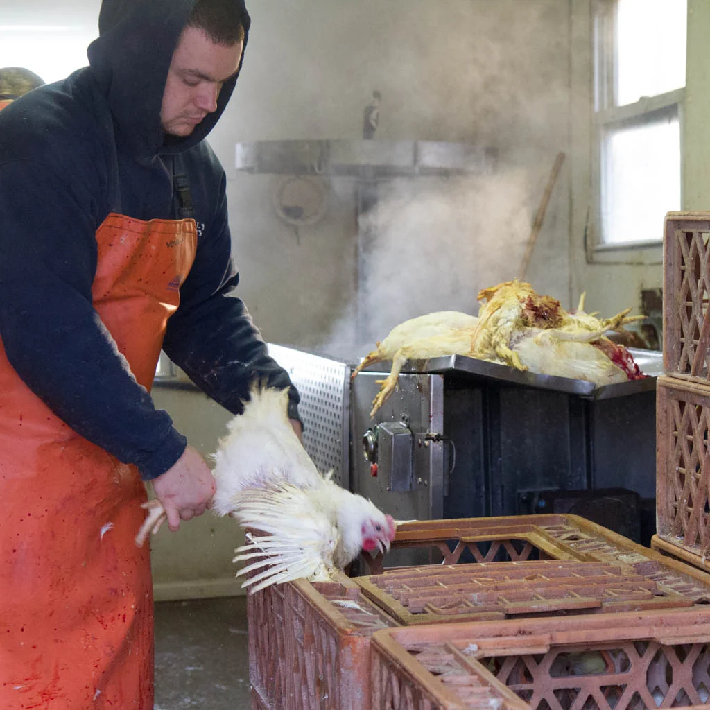 Poultry-11IMG_5190.jpg