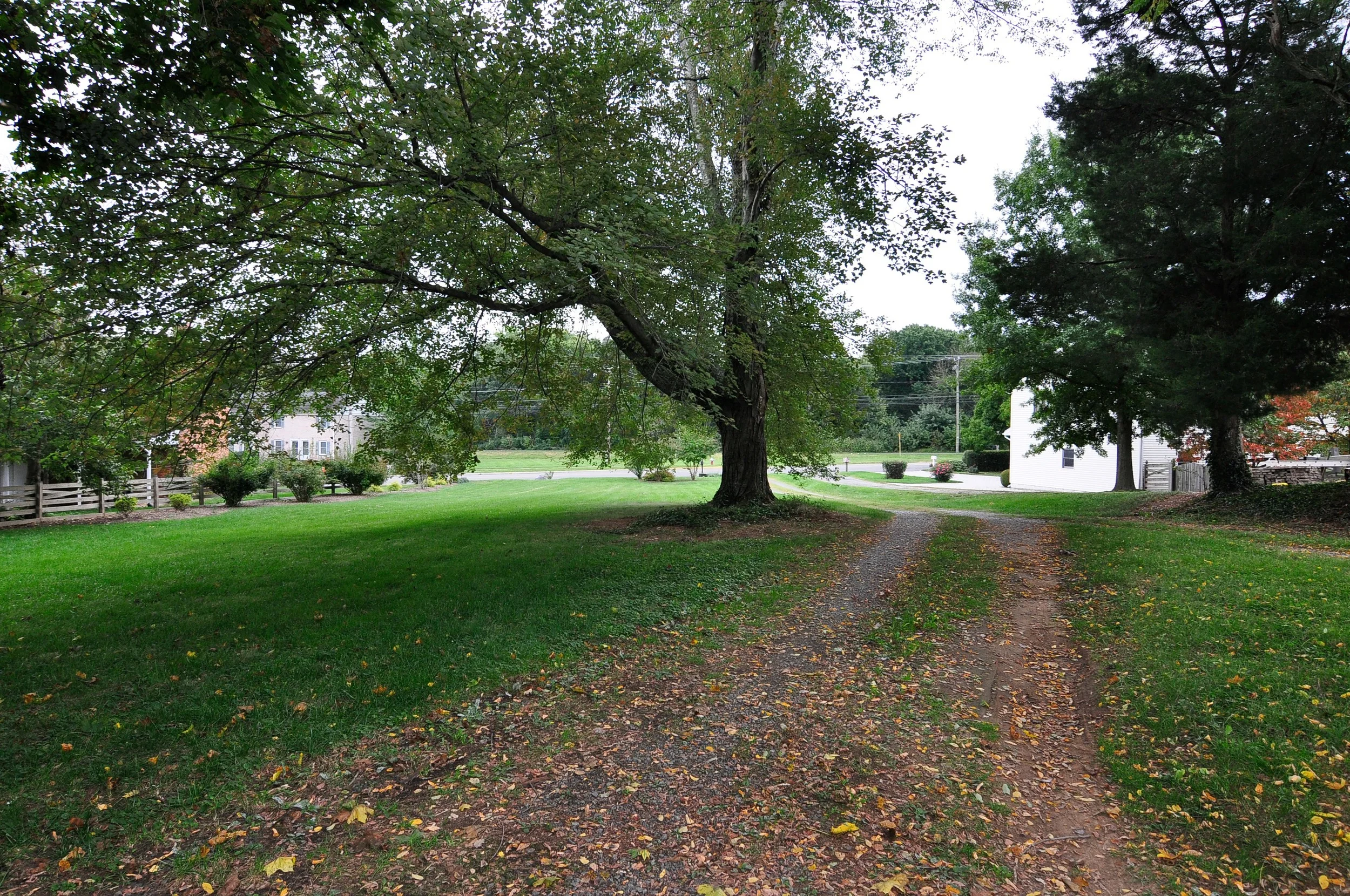 Front Drive-Yard 1.JPG