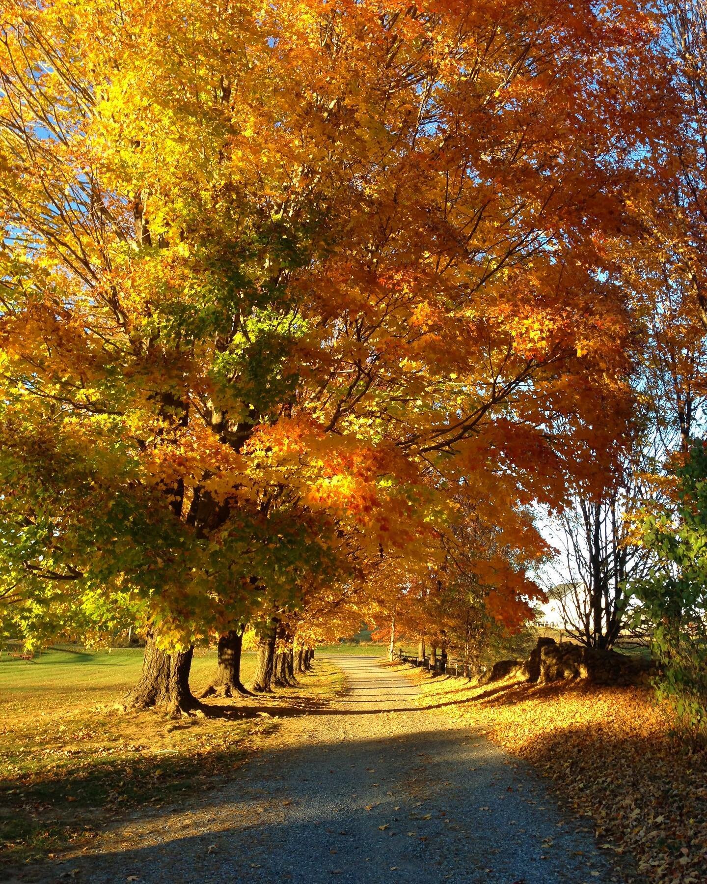 Welcome Autumn!! It&rsquo;s definitely cooler &amp; the light has definitely changed here in Virginia. Now to find my sweaters! #autumn #fall #autumnequinox #fallequinox #equinox #trees #falltrees #countryside #countryliving #countrylife #virginia #l