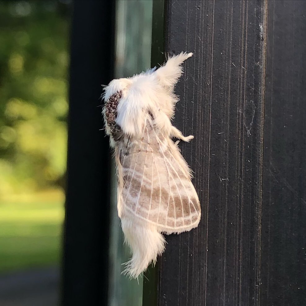 This little guy was hanging out on a light at the entrance of the driveway. Moth of some kind&hellip; #moth #bug #autumn #fall #country #countryliving #countrylife #clarkecounty #millwood #boyce #dayinthecountry