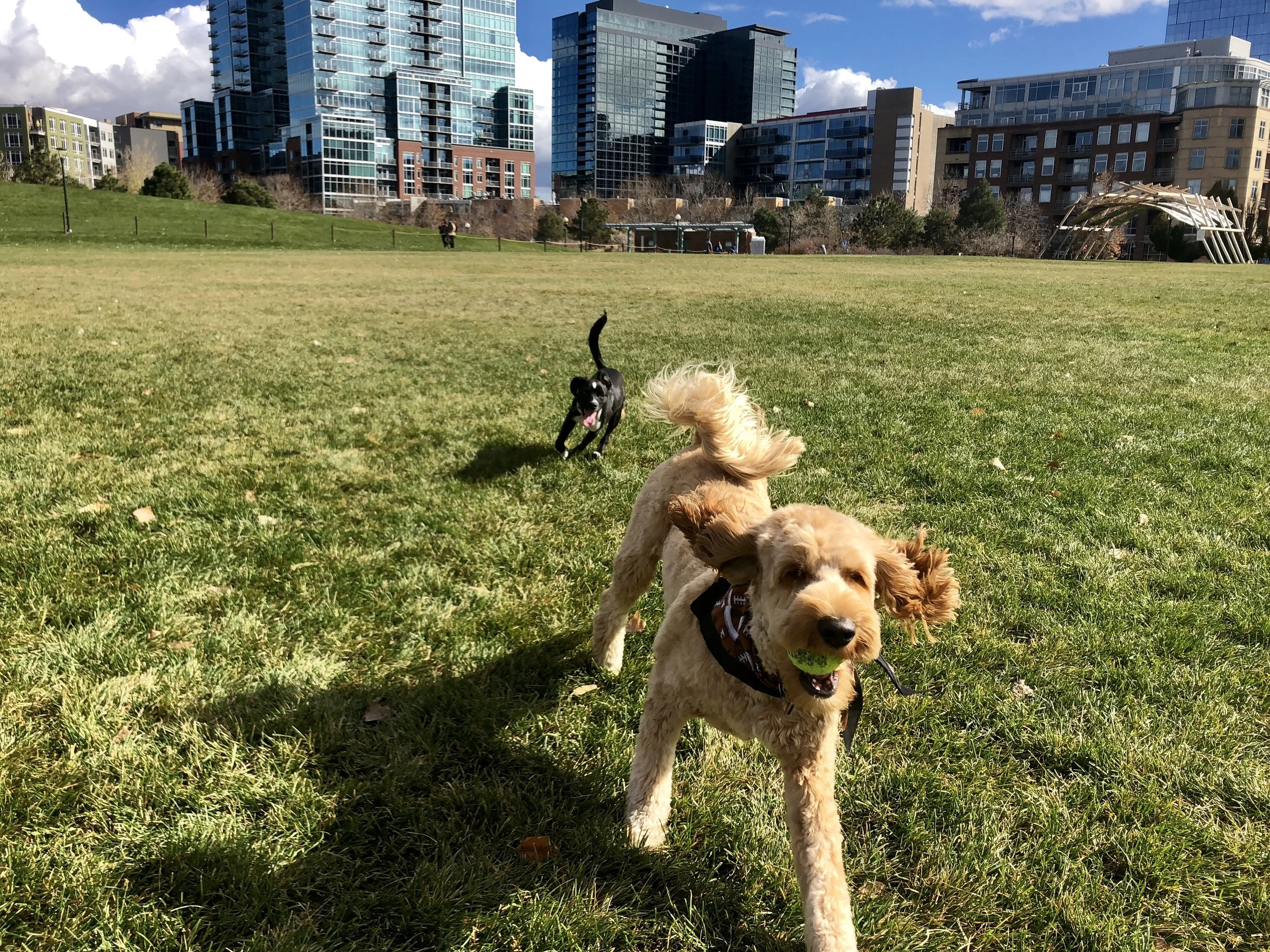 Placebos, Power Ups & Energetic Scheduling