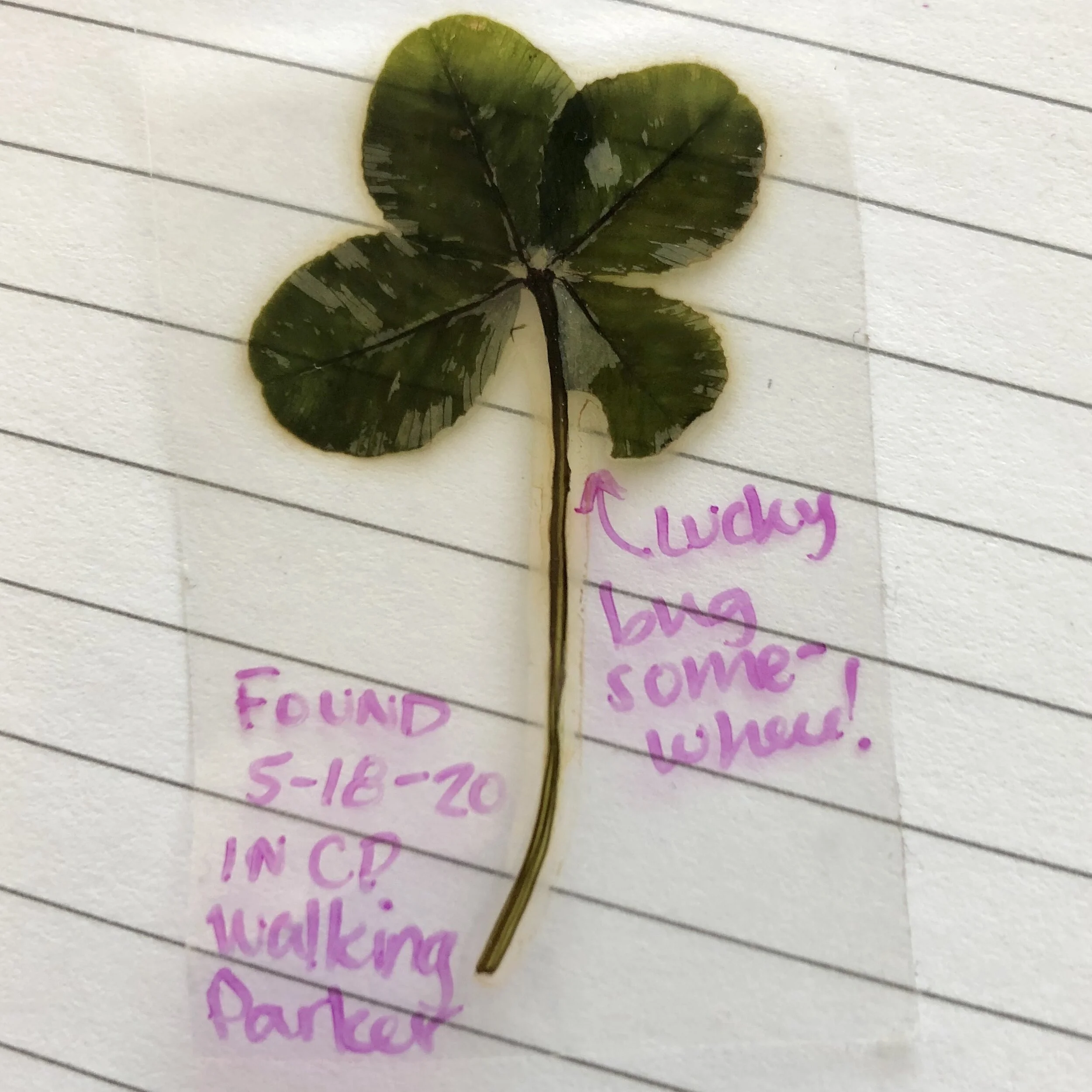 Four-Leaf Clover Hunting as a Mindfulness Practice
