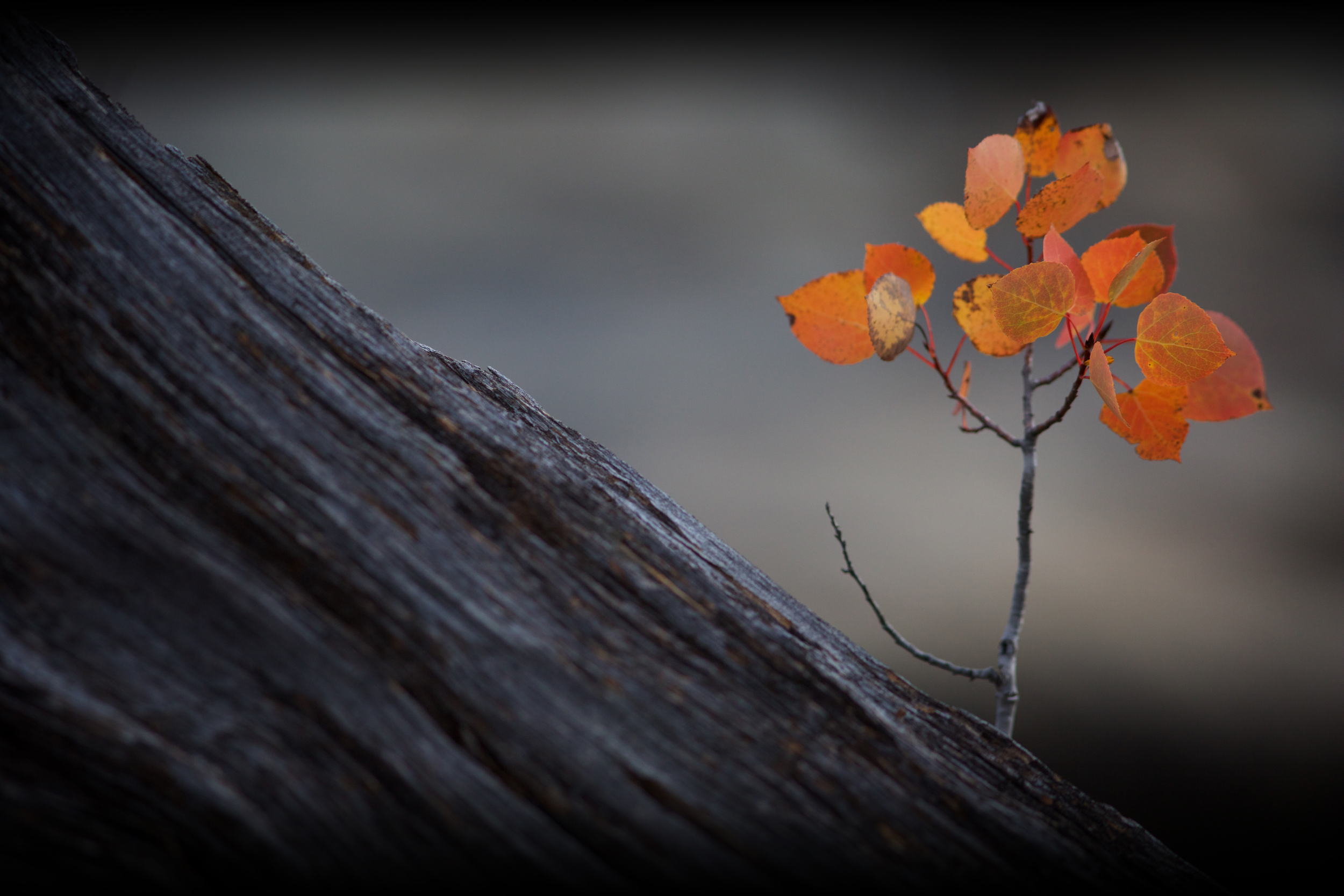 Stump.jpg