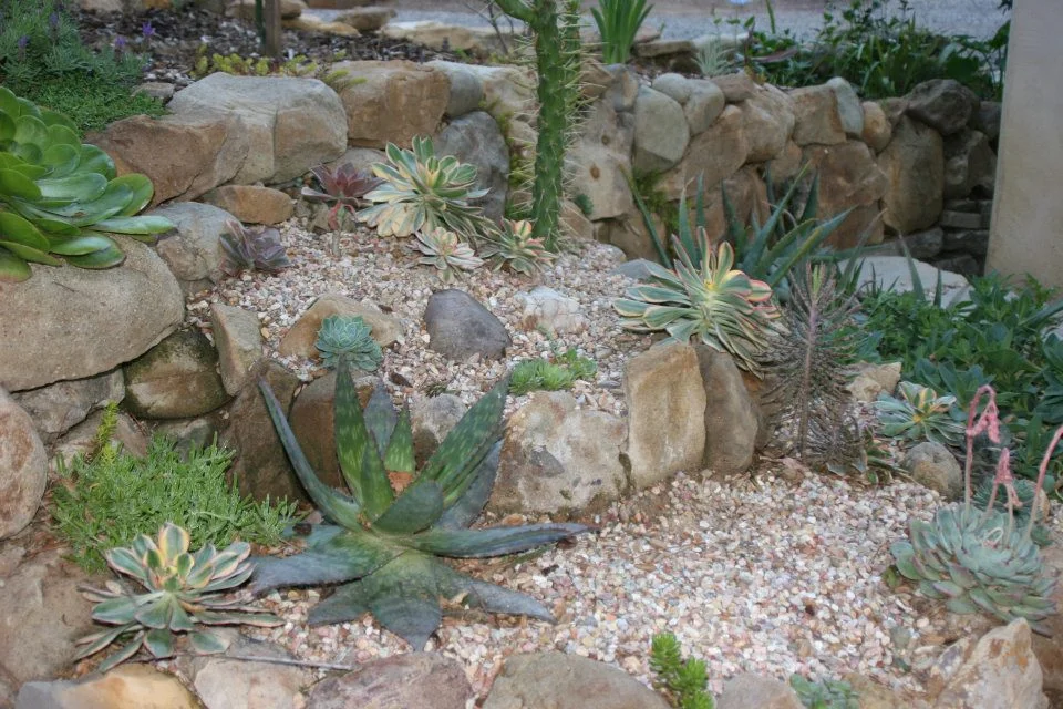 Garden cactus.jpg