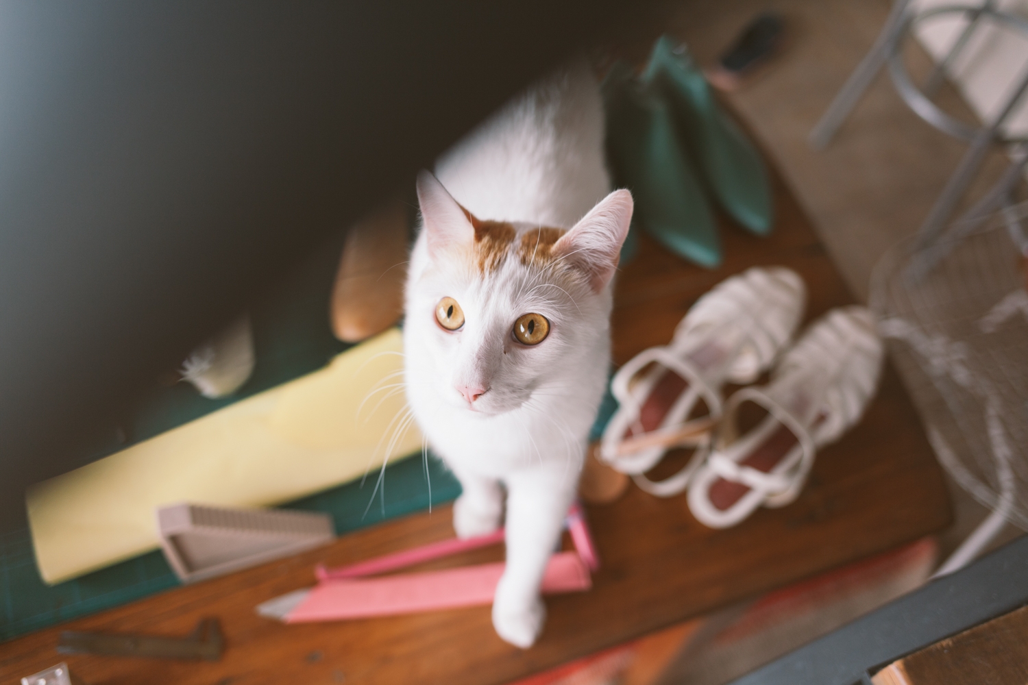 Jimena-Peck-Denver-Editorial-Commercial-Photographer-Makers-Firfina-Curious-Cat
