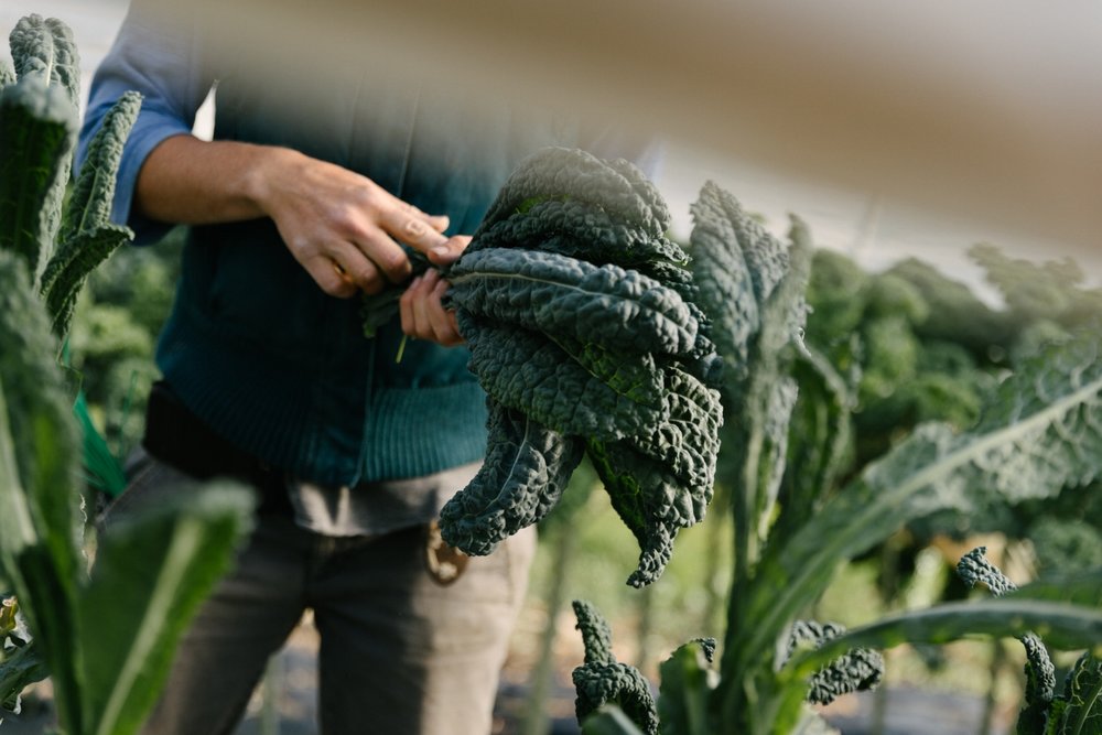 Jimena-Peck-Denver-Lifestyle-Editorial-Photographer-Native-Hill-Farm-The-Veggies-Kale-Hands