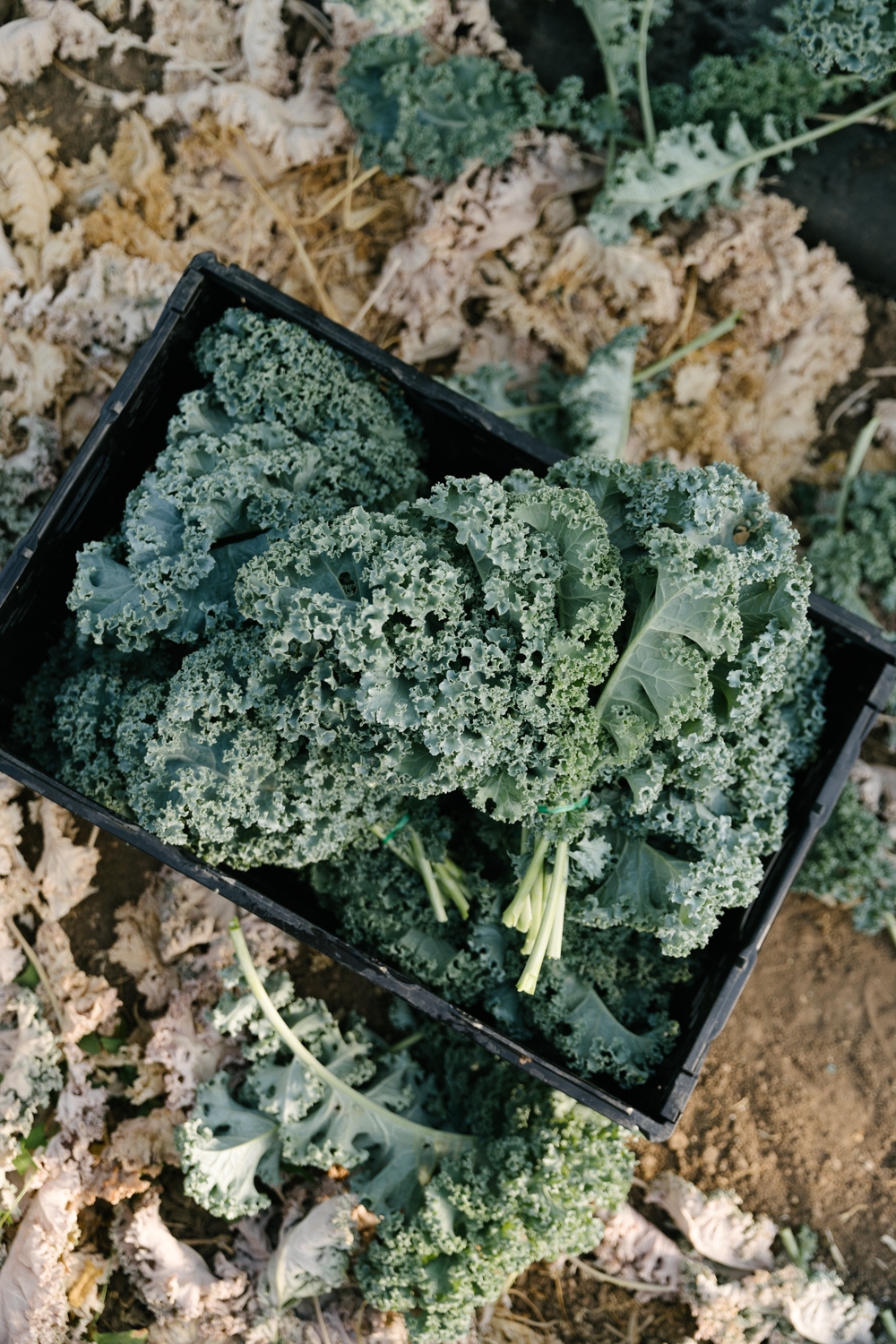 Jimena-Peck-Denver-Lifestyle-Editorial-Photographer-Native-Hill-Farm-The-Veggies-Harvested-Kale