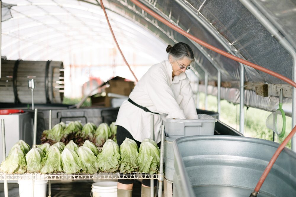 Jimena-Peck-Denver-Lifestyle-Editorial-Photographer-Native-Hill-Farm-The-Veggies-Washing-Lettuce