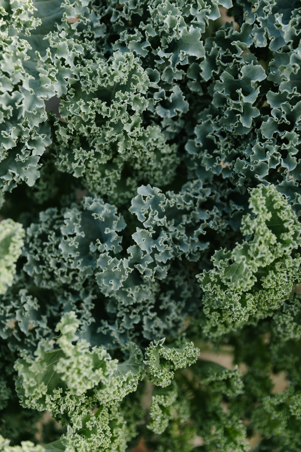 Jimena-Peck-Denver-Lifestyle-Editorial-Photographer-Native-Hill-Farm-The-Veggies-Kale
