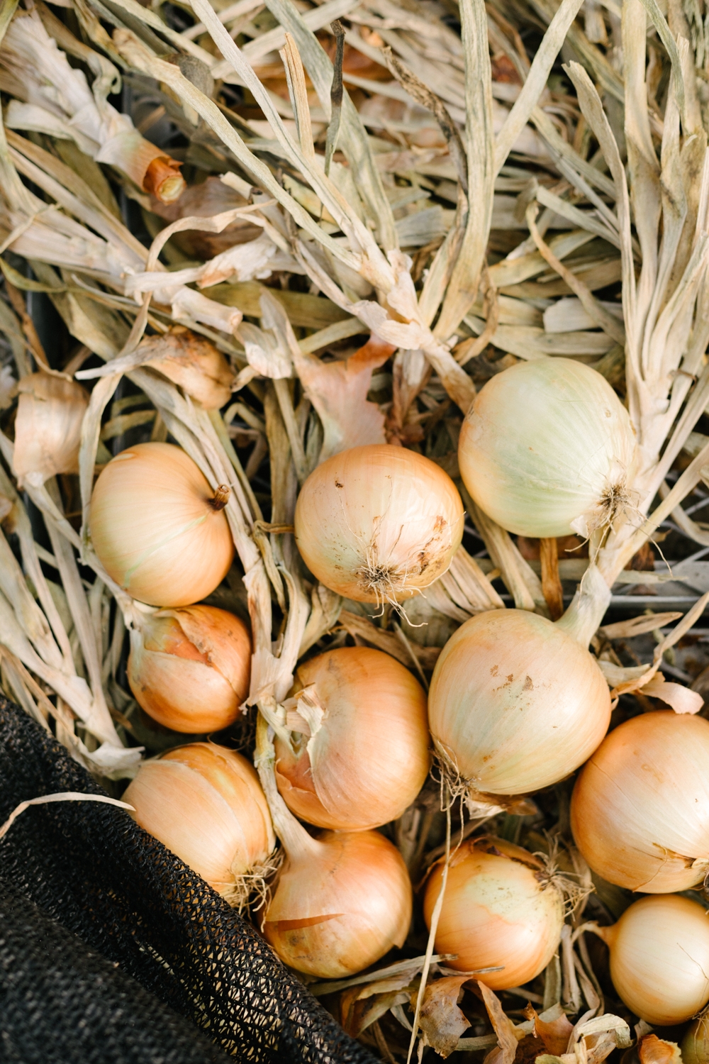 Jimena-Peck-Denver-Lifestyle-Editorial-Photographer-Native-Hill-Farm-The-Veggies-Onions