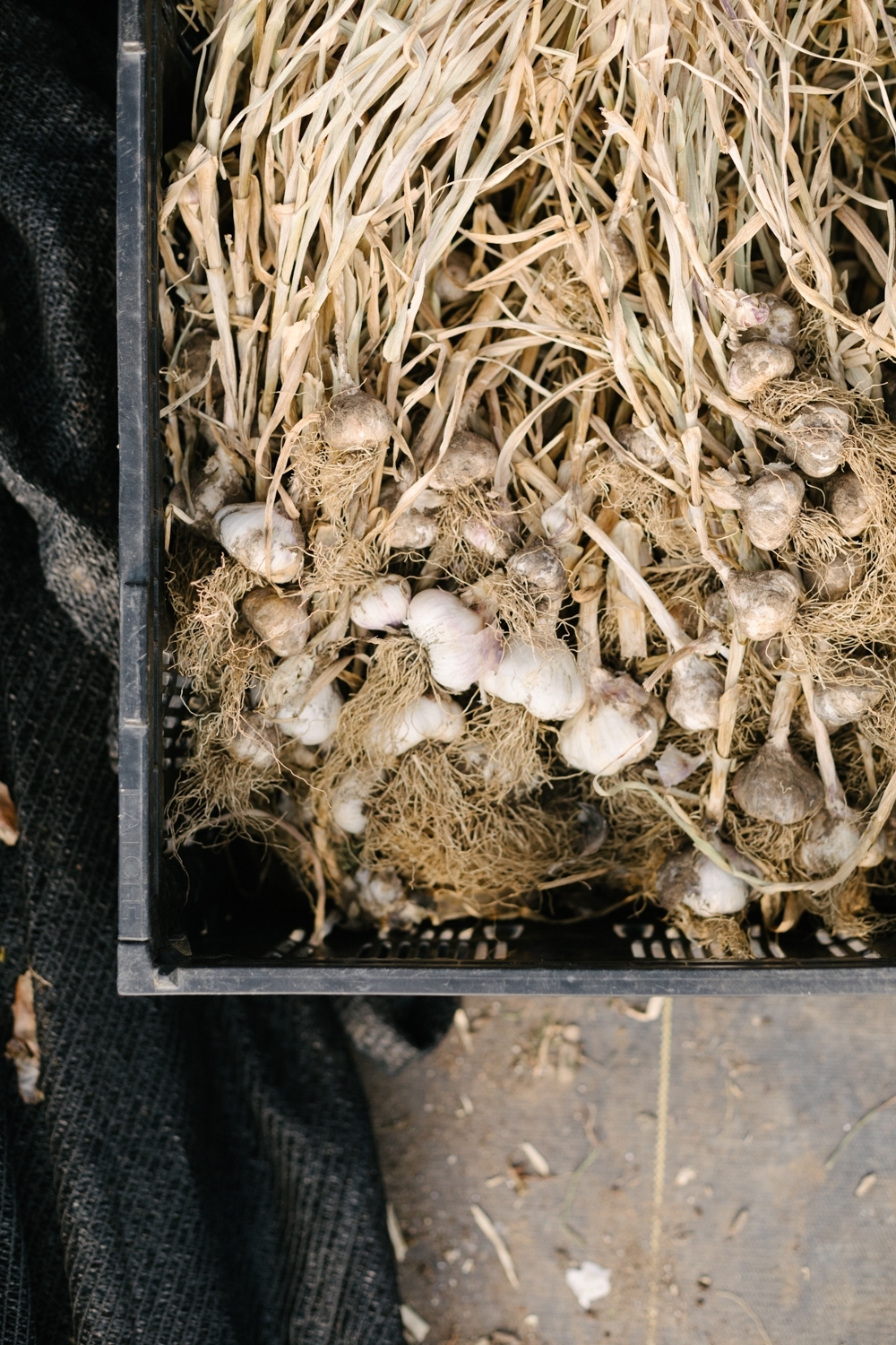 Jimena-Peck-Denver-Lifestyle-Editorial-Photographer-Native-Hill-Farm-The-Veggies-Garlic