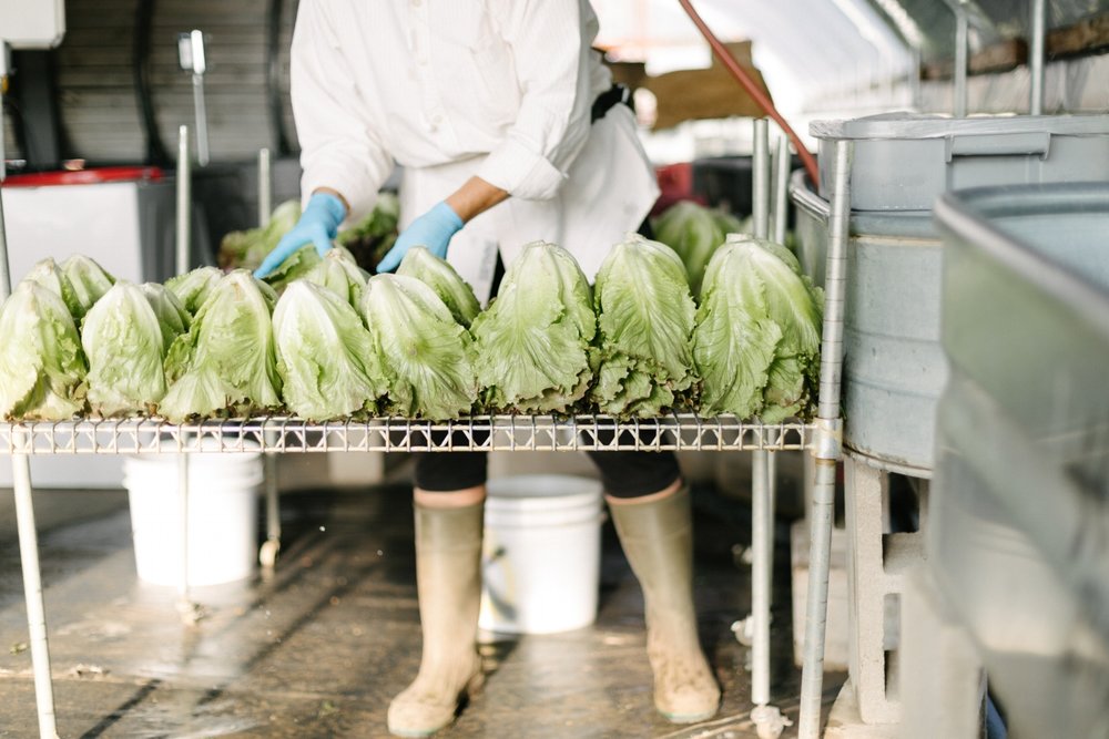 Jimena-Peck-Denver-Lifestyle-Editorial-Photographer-Native-Hill-Farm-The-Veggies-Scurrying-Lettuce