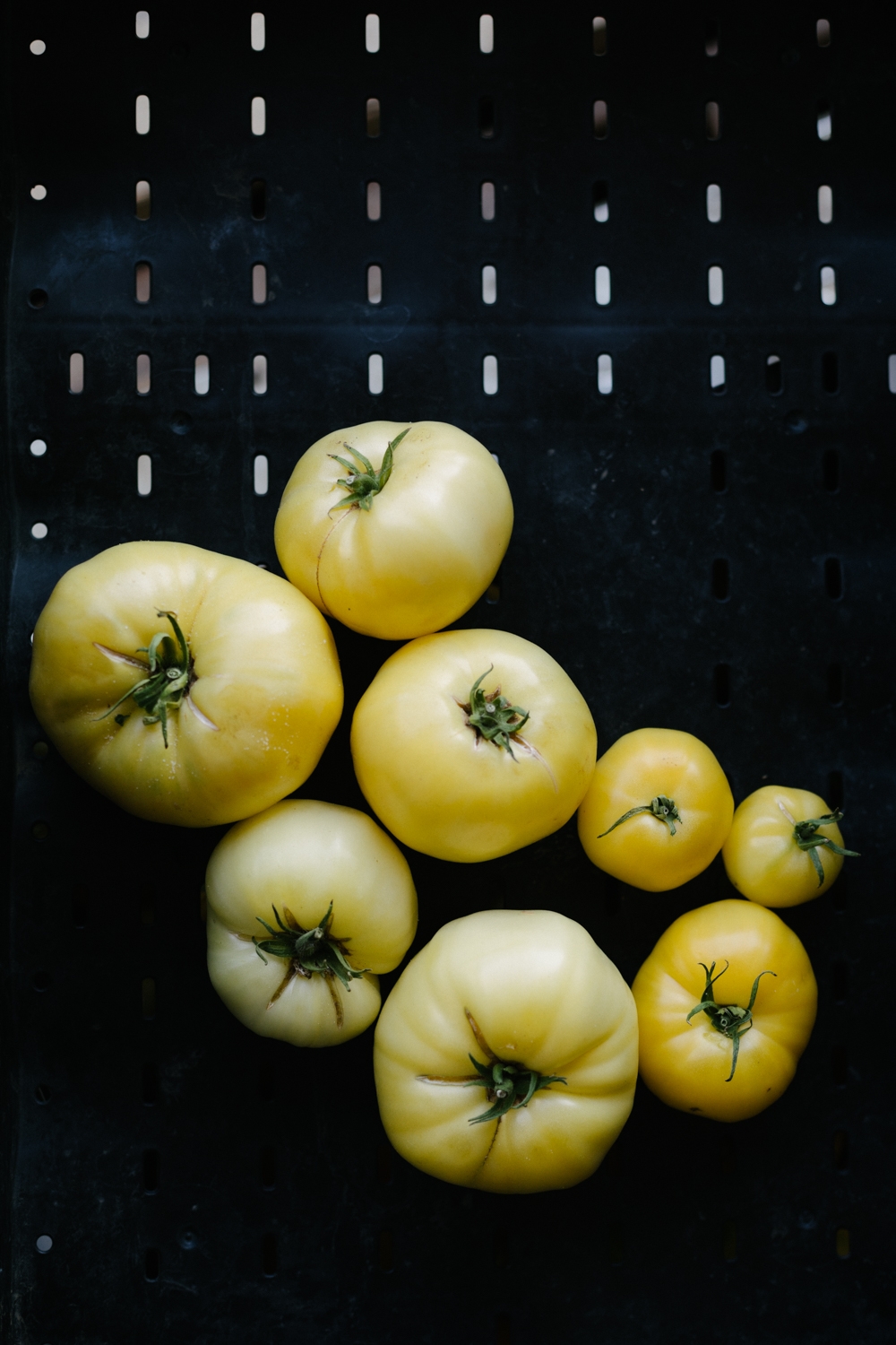 Jimena-Peck-Denver-Lifestyle-Editorial-Photographer-Native-Hill-Farm-The-Veggies-Yellow-Tomatoes