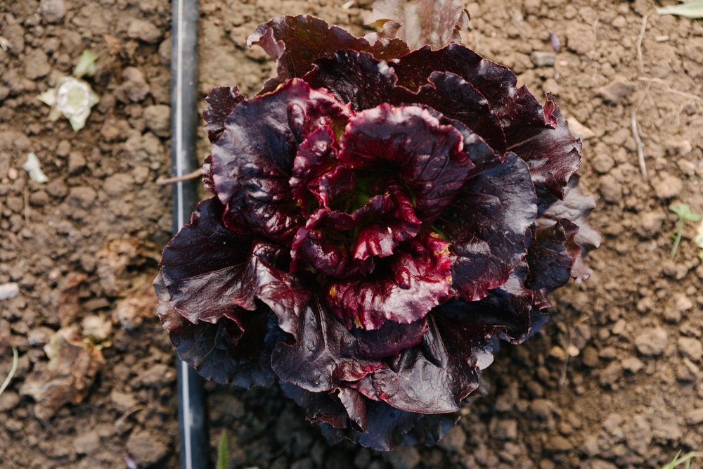 Jimena-Peck-Denver-Lifestyle-Editorial-Photographer-Native-Hill-Farm-The-Veggies-Purple-Lettuce