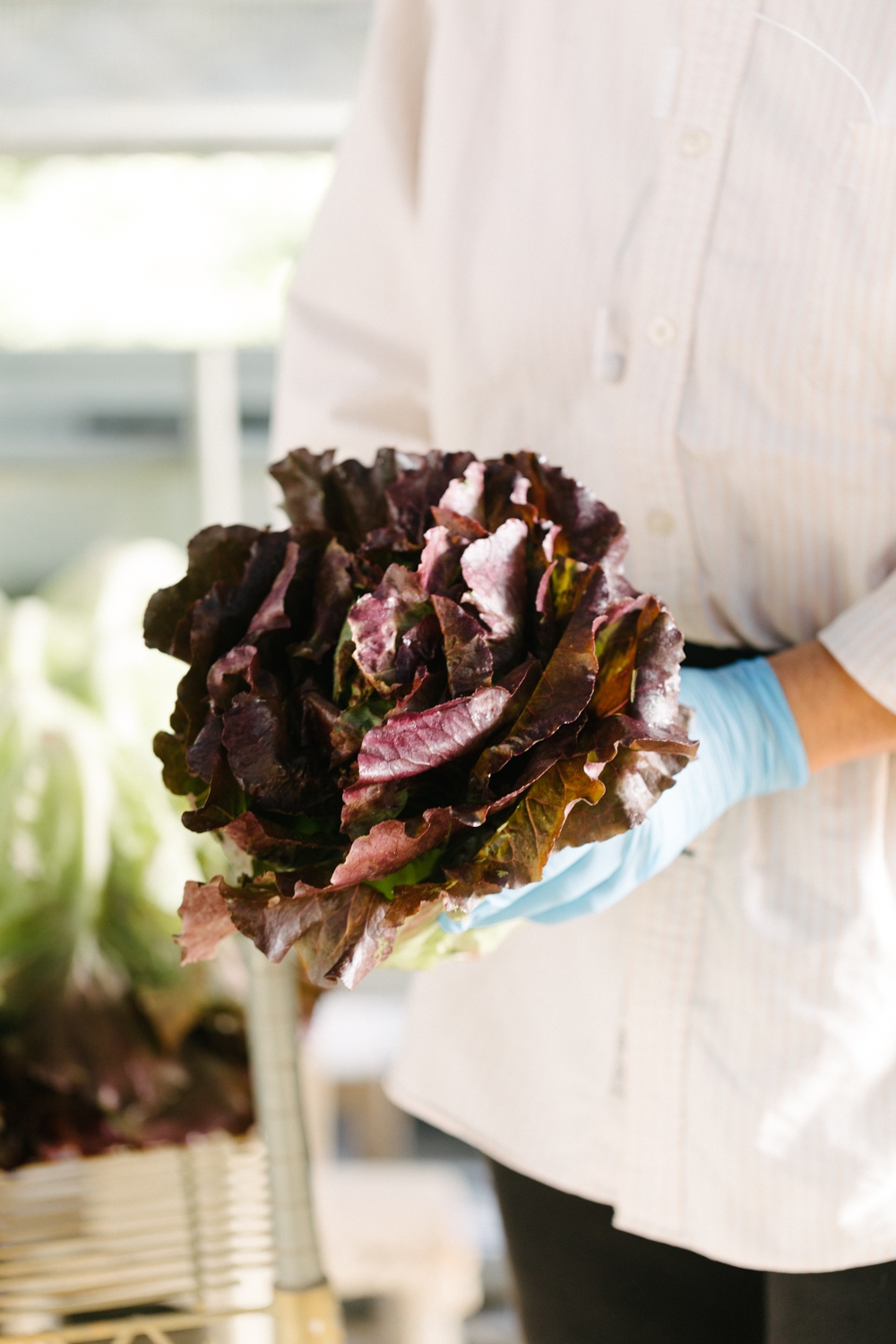 Jimena-Peck-Denver-Lifestyle-Editorial-Photographer-Native-Hill-Farm-The-Veggies-Gloves-Lettuce