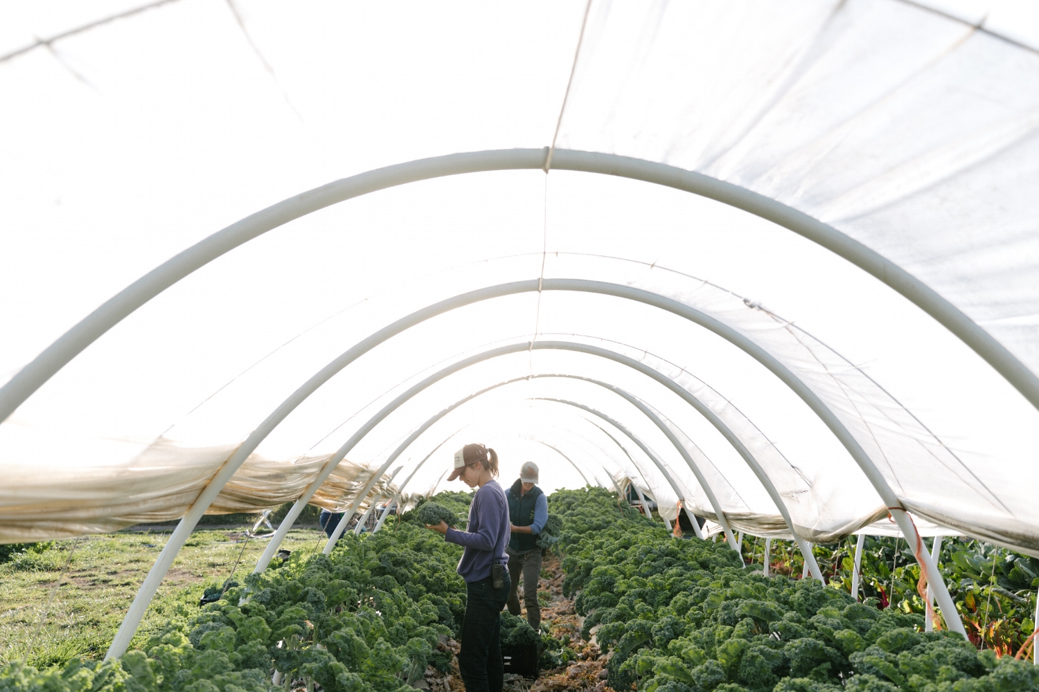 Jimena-Peck-Denver-Lifestyle-Editorial-Photographer-Native-Hill-Farm-The-Veggies-Farmers-Harvesting
