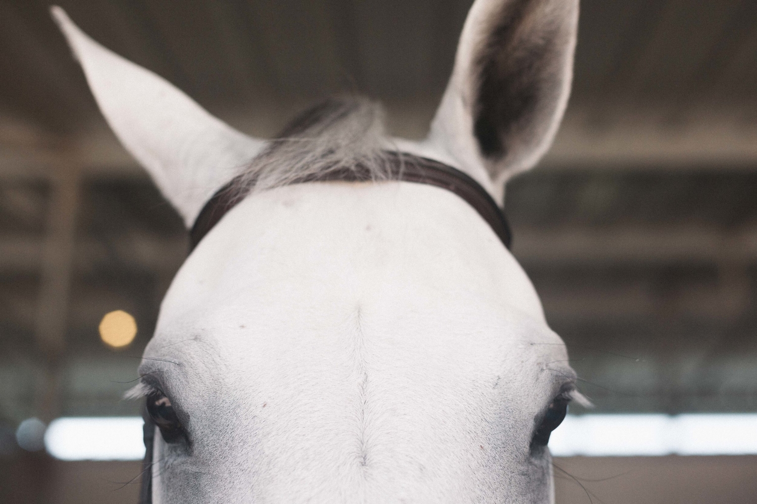 Jimena-Peck-Denver-Lifestyle-Editorial-Photographer-Colorado-Horse-Park-Mandy-Porter-For-Mastermind-Horse-Close-Up
