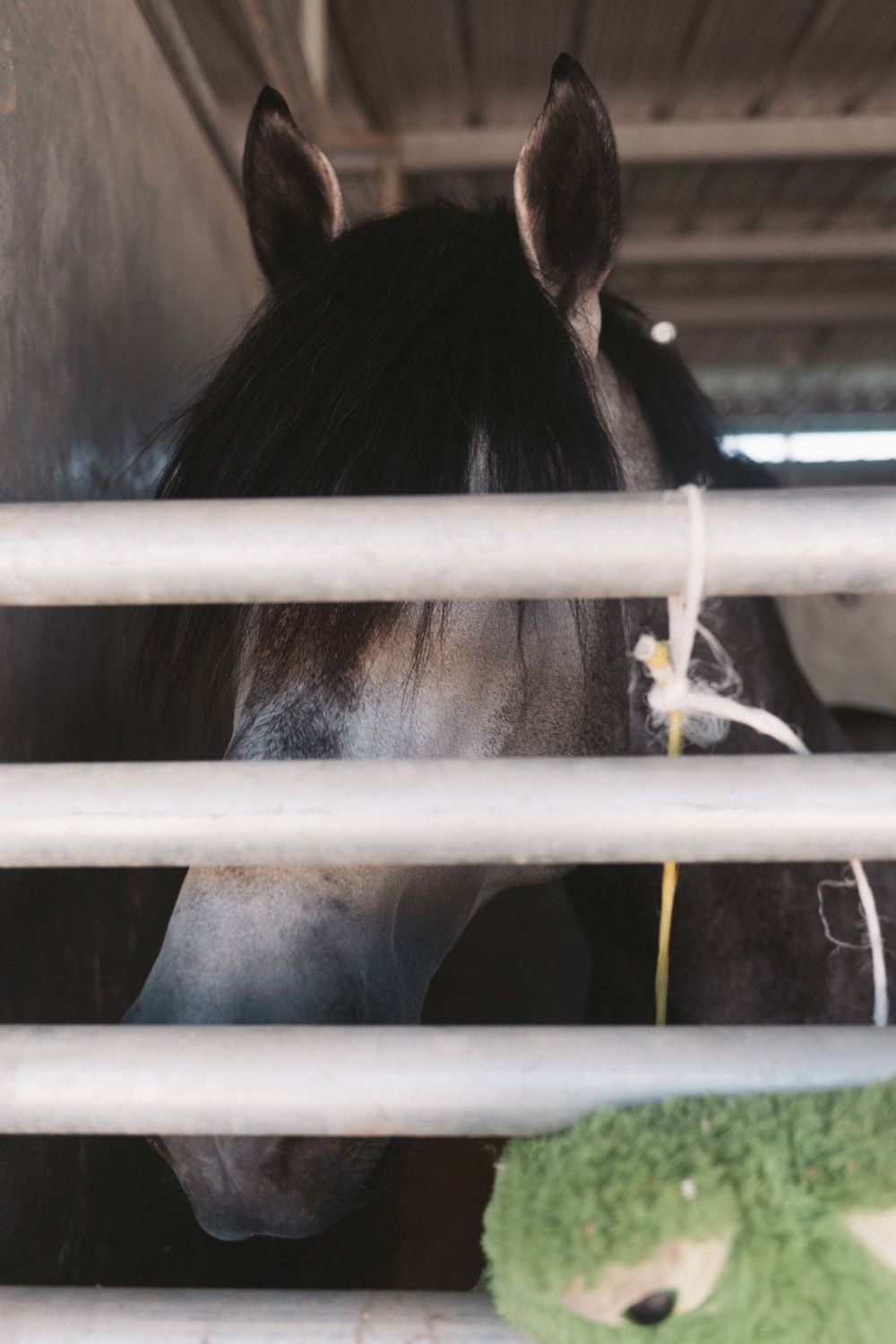 Jimena-Peck-Denver-Lifestyle-Editorial-Photographer-Colorado-Horse-Park-Mandy-Porter-For-Mastermind-Horse-Fringe