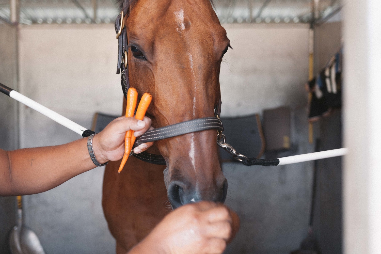 Jimena-Peck-Denver-Lifestyle-Editorial-Photographer-Colorado-Horse-Park-Mandy-Porter-For-Mastermind-Carrots-Hands-Horse