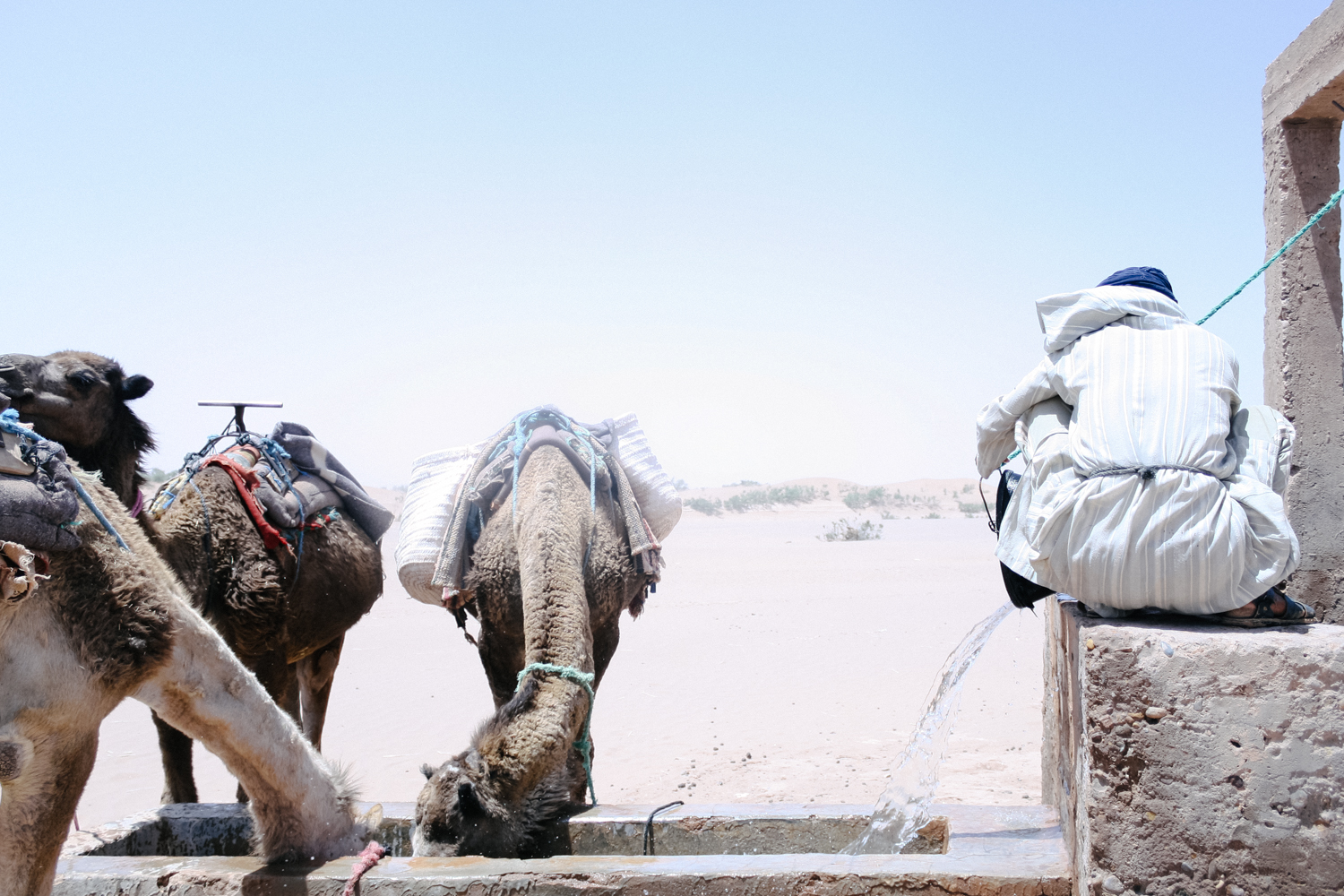  Jimena Peck Denver Lifestyle Editorial Documentary Photographer Camels