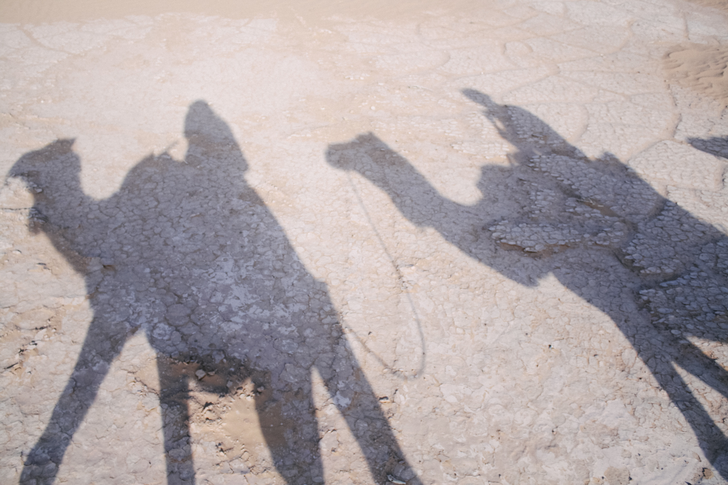  Jimena Peck Denver Lifestyle Editorial Photographer Camels Shadow