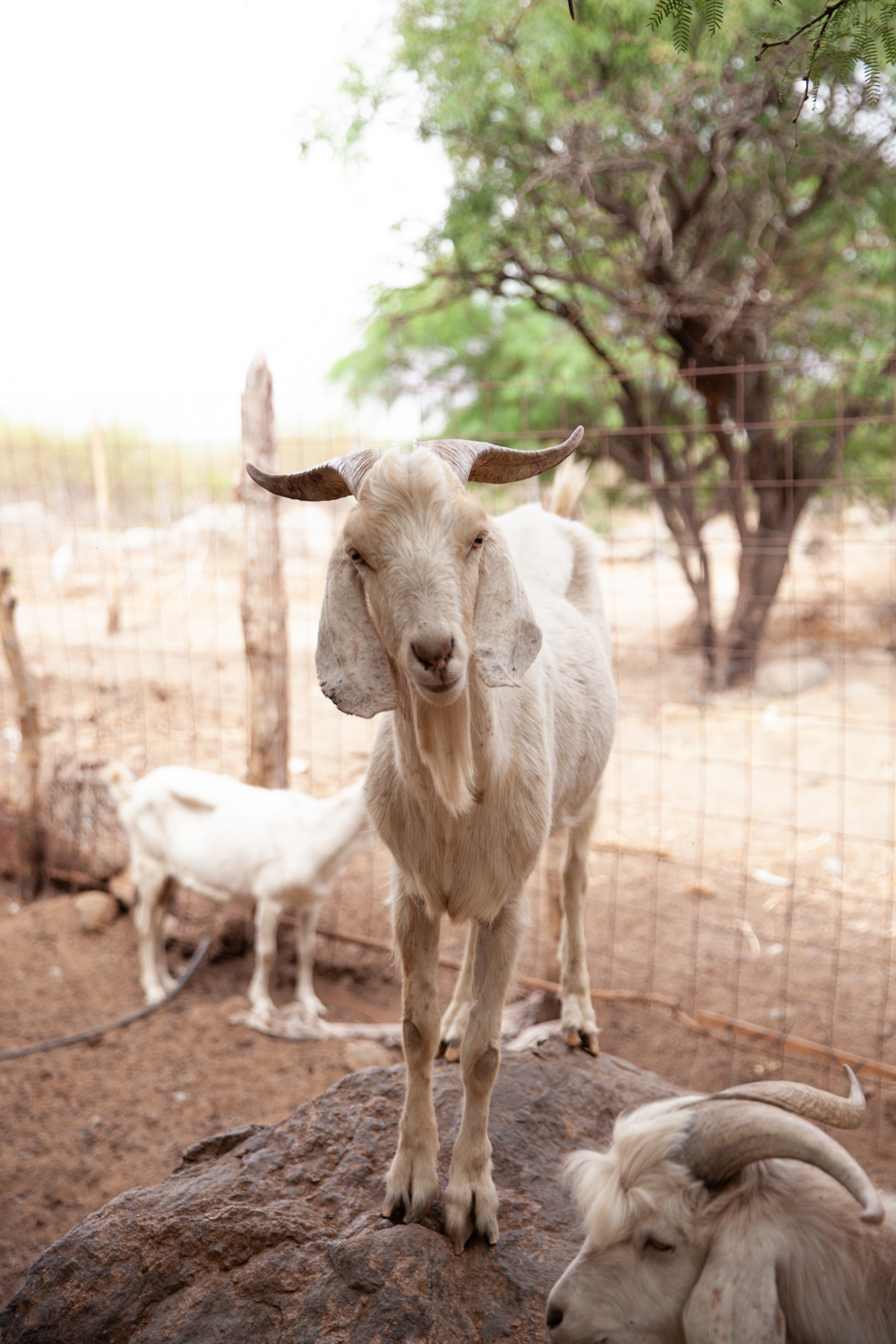  Jimena Peck Denver Lifestyle Editorial Photographer Curious Goat