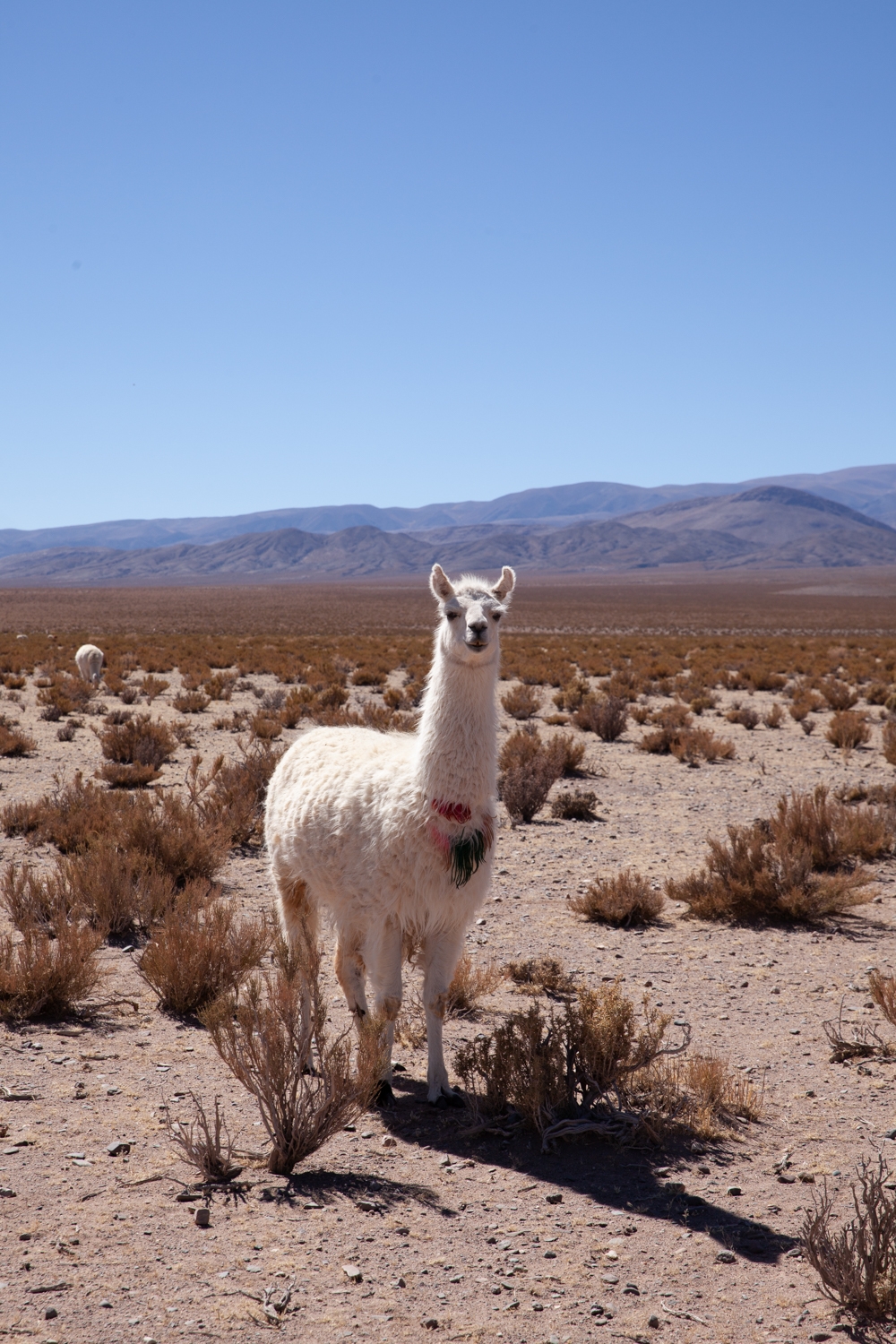  Jimena Peck Denver Lifestyle Editorial Photographer Alpaca